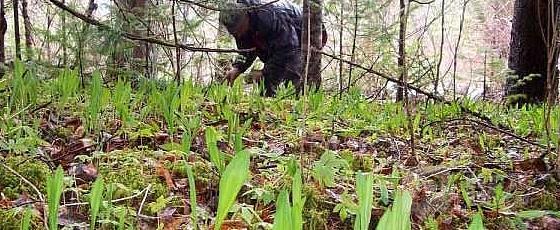 В Братске потерялась пенсионерка, которая уехала в лес за черемшой В Братске потерялась пенсионерка, которая уехала в лес за черемшой