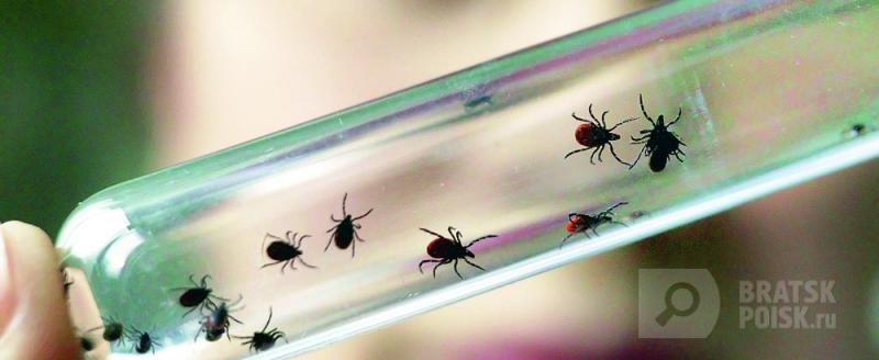 187 детей Иркутской области за неделю пострадали от укусов клеща 187 детей Иркутской области за неделю пострадали от укусов клеща