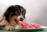 Чем и как правильно кормить домашних животных