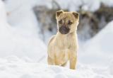 Советы ветеринара, как обезопасить свою собаку зимой