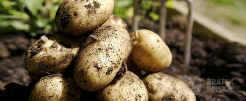 Уже в первом полугодии 2018 года в России значительно подорожает картофель