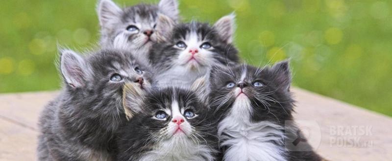 Названы самые популярные у россиян породы кошек (ФОТО)
