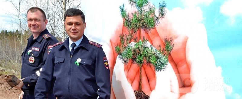 В Братске, благодаря полицейским, появилась сосновая аллея В Братске, благодаря полицейским, появилась сосновая аллея