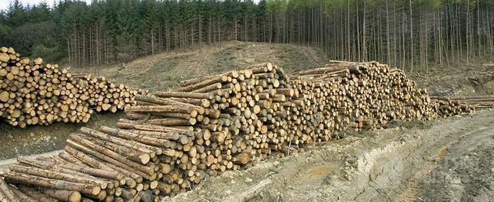 Иркутянин записал песню о вырубках лесов в регионе Иркутянин записал песню о вырубках лесов в регионе