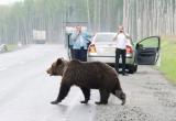 Медведи стали чаще выходить к людям в Иркутской области из-за неурожая